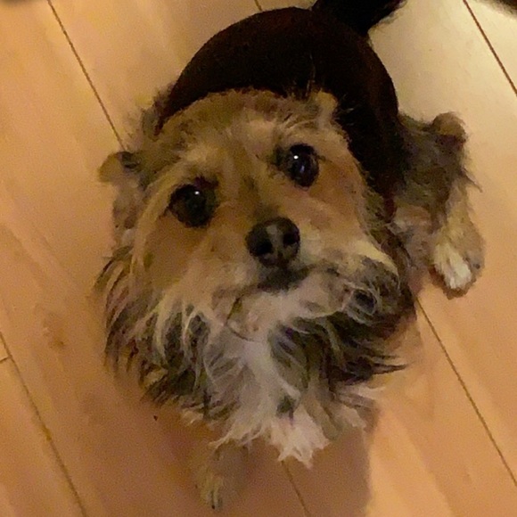 williamdangng